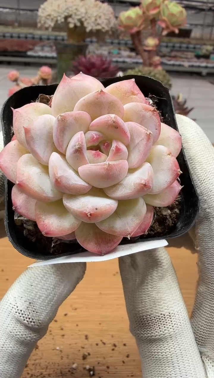 东云多肉园二店-163