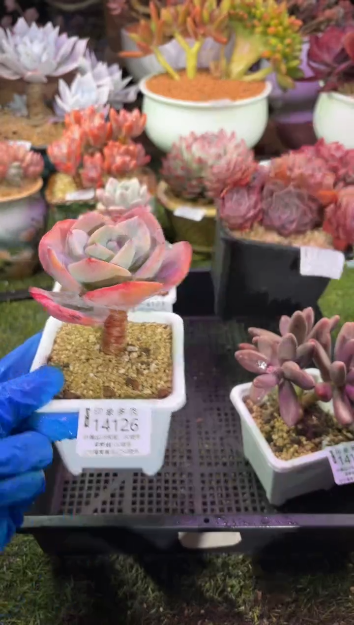 【闪购商品】14126