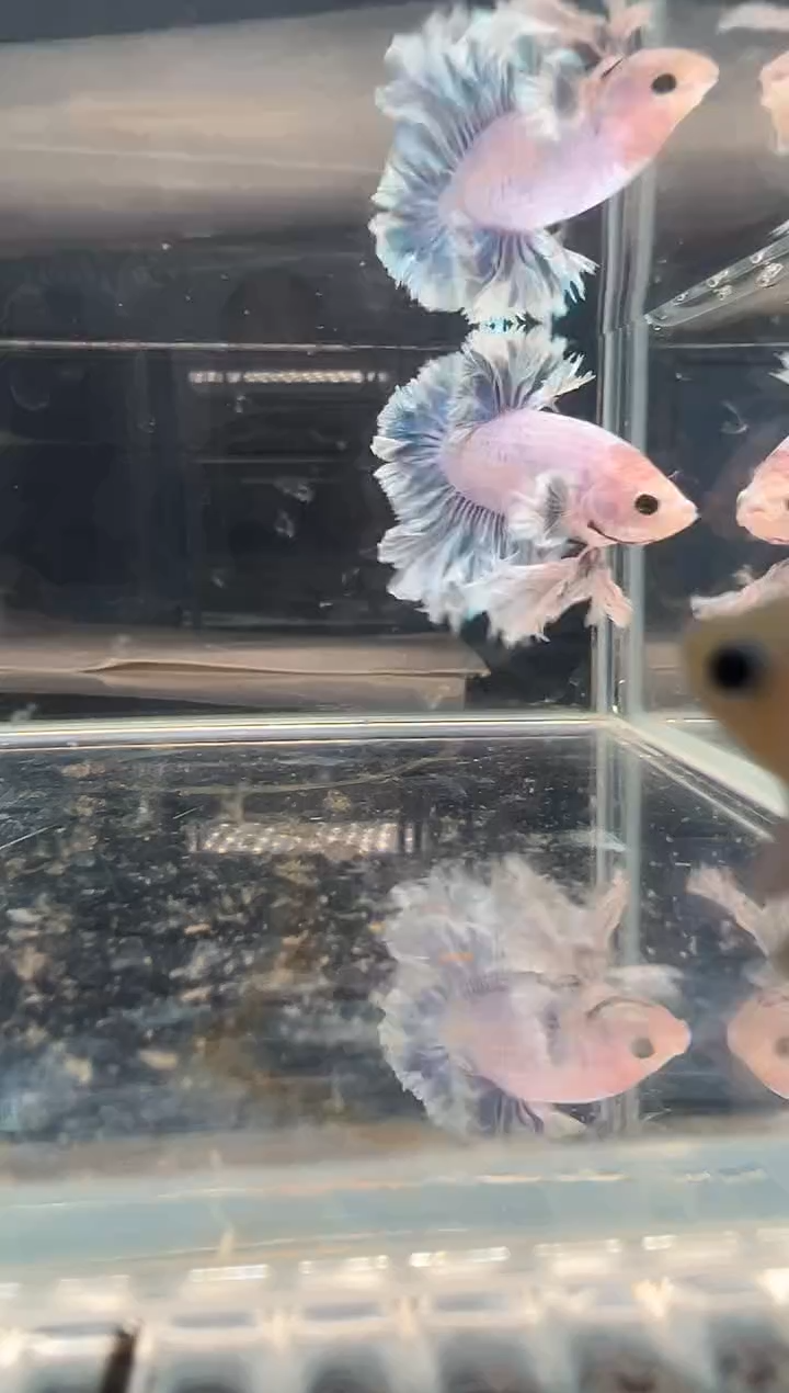 斗鱼斗鱼绣球大耳朵斗鱼