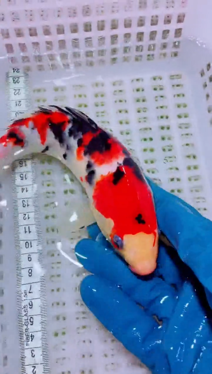 锦鲤血统锦鲤全场包邮209