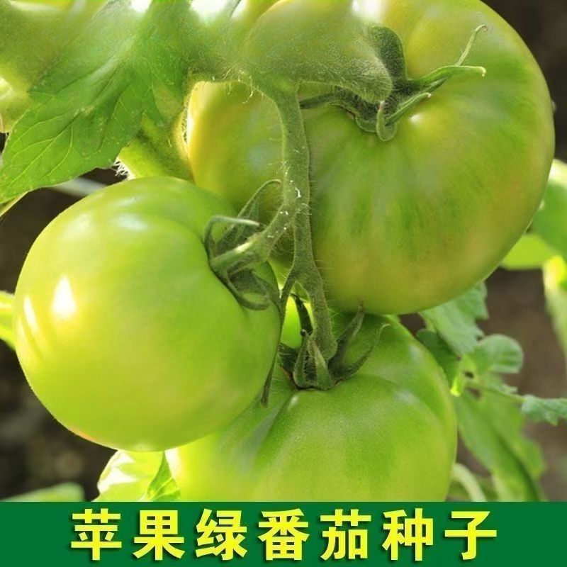 【阿卡莎绿苹果番茄种子】四季种植盆栽地栽阳台小院种植