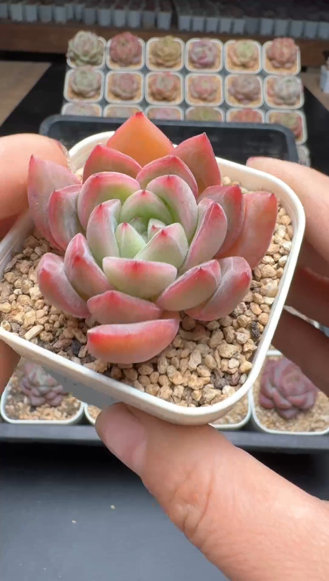 【闪购商品】699E号一物一拍多肉花卉植物3颗起发