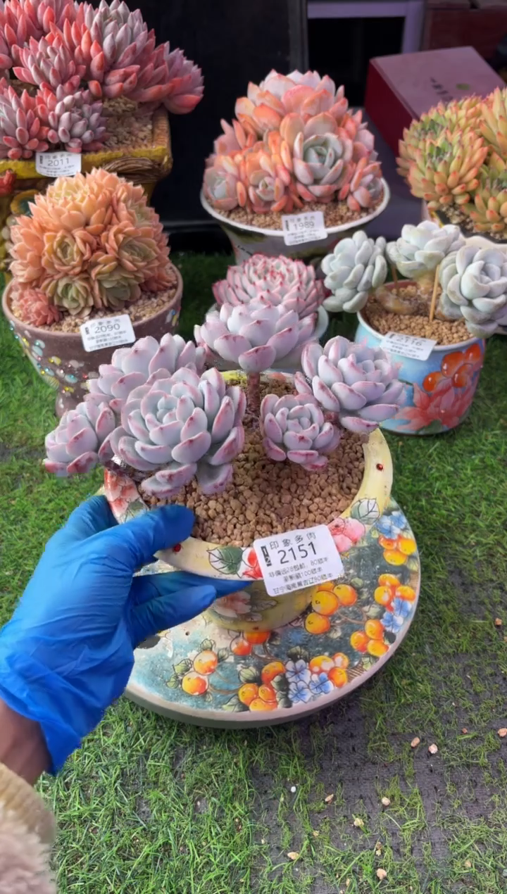 昆明印象多肉2151