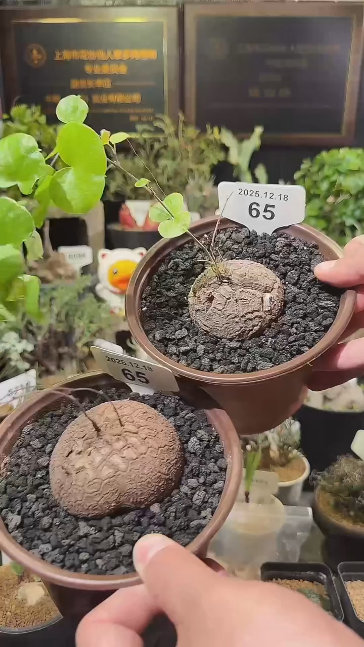 65号1218福利南非龟甲龙买1送1