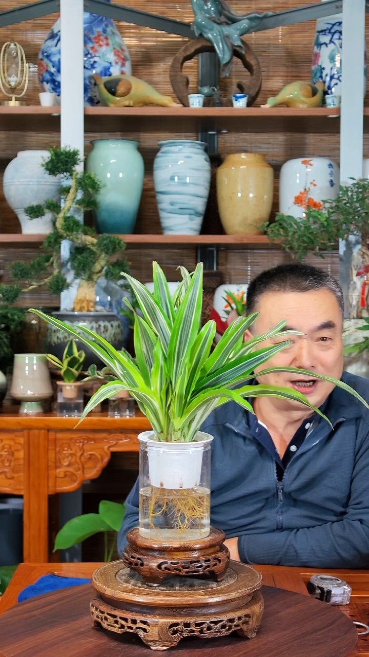 无花朵老*布水之韵水培也门铁
