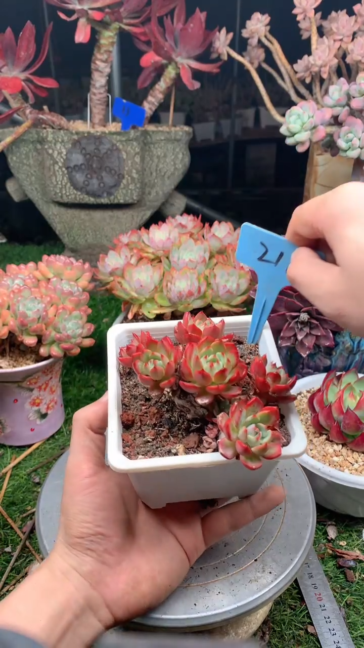 爱*216号娜娜小勾