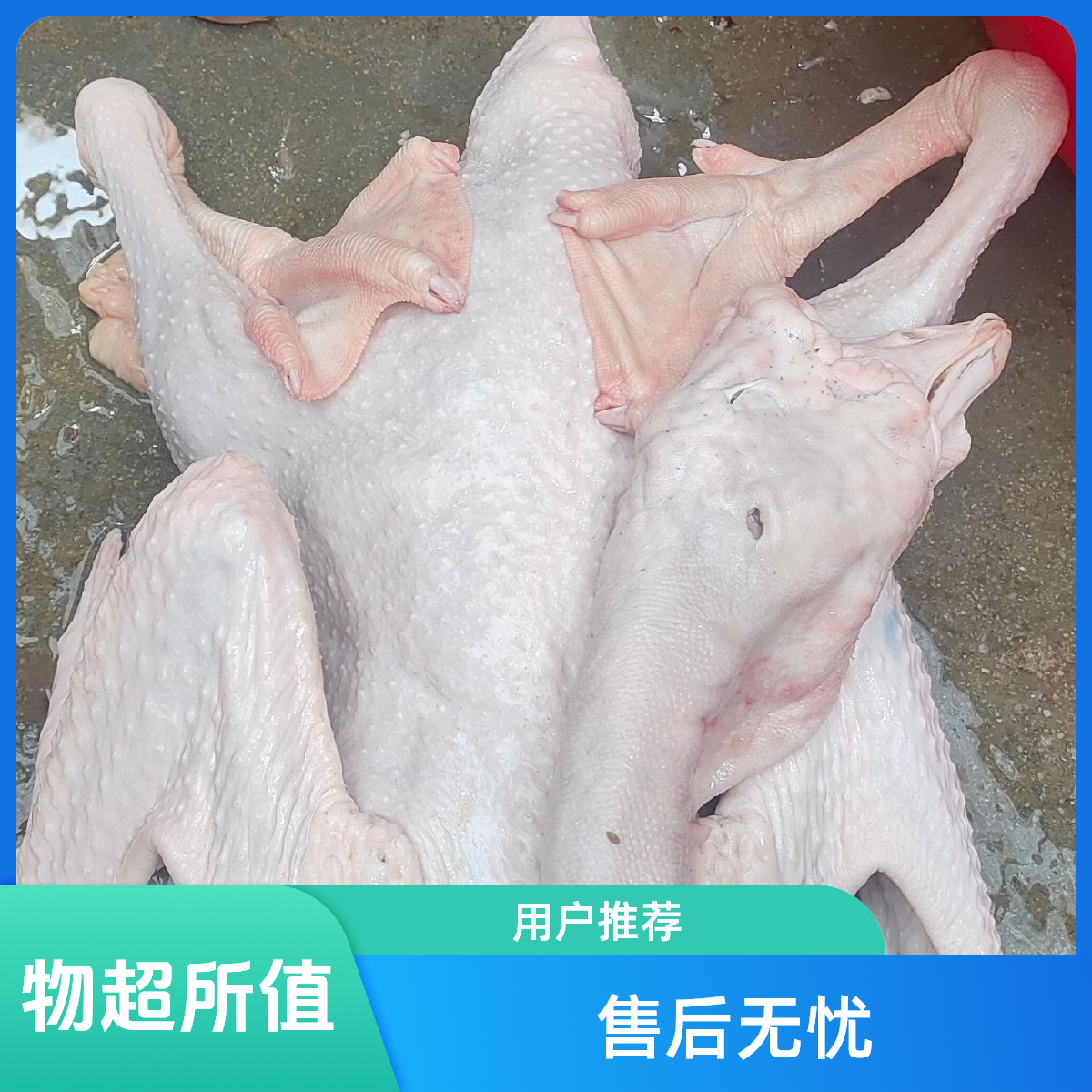费记 特大狮头鹅 （2斤的）现杀带内脏 京东发货