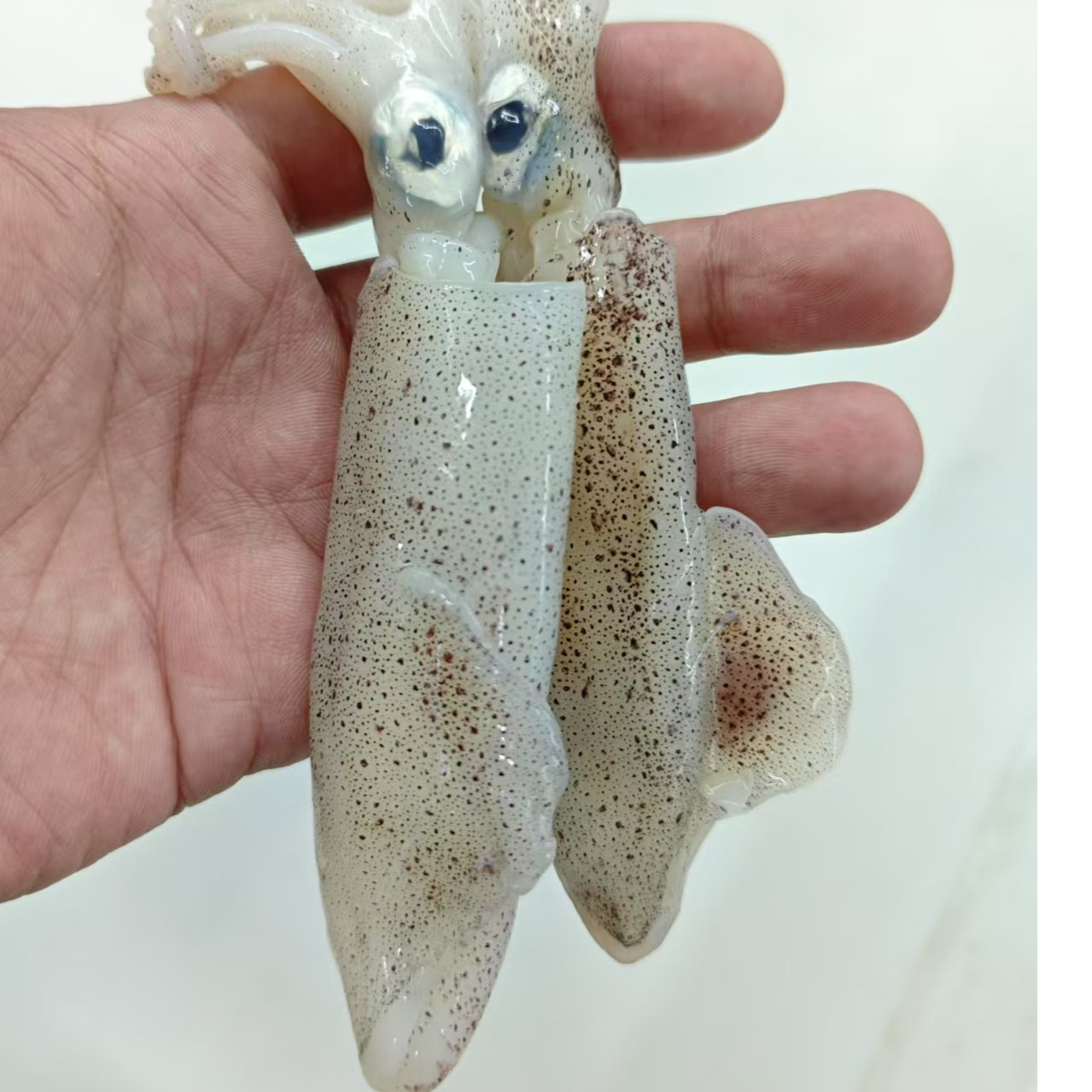 【小船小笔管】海捕小船小笔管 不泡水冷冻发货