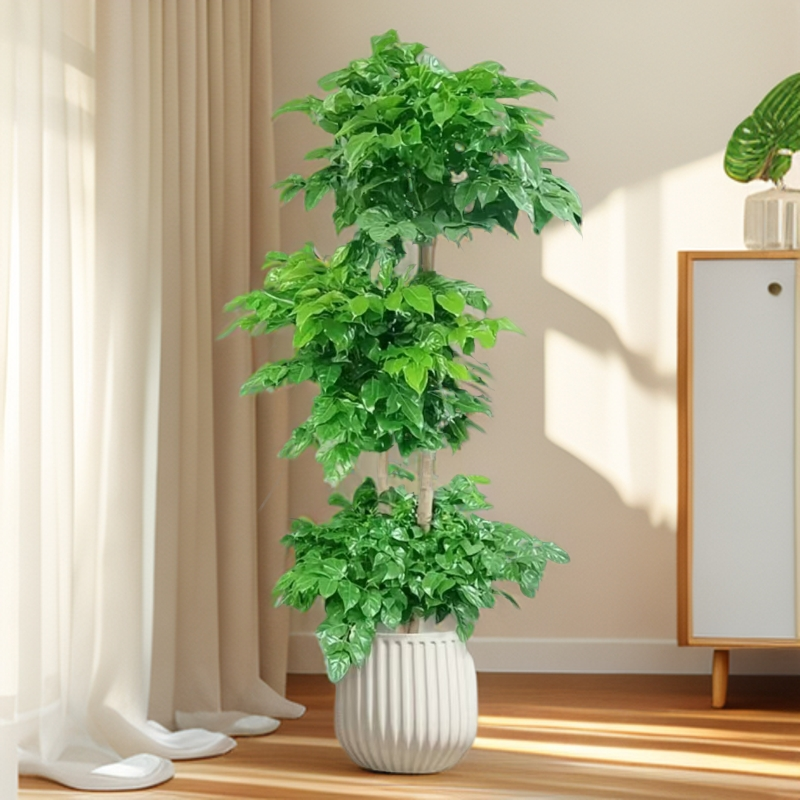 【送货上门】1.5-1.7三层老桩绿宝幸福树净化空气甲醛室内大型绿植