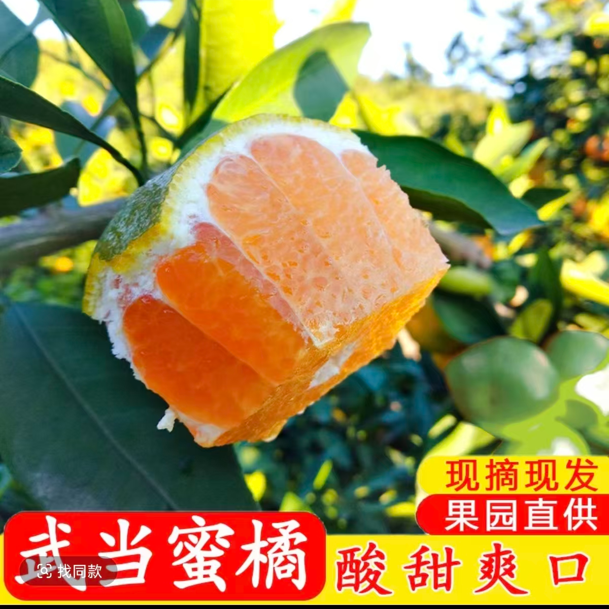 【武当蜜橘】喝着南水北调源头水长大的新鲜薄皮多汁酸甜无籽（大果）