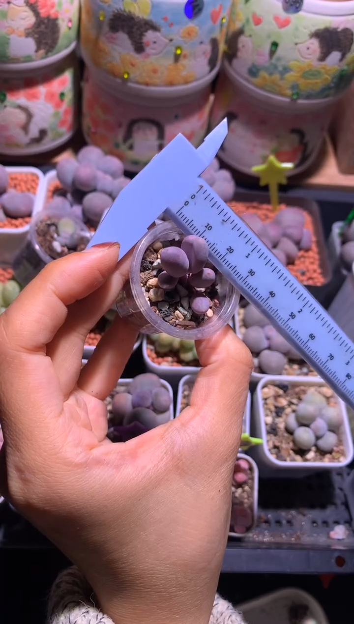 彩虹奶酪多肉，满28包邮，不满发一个叶片到付