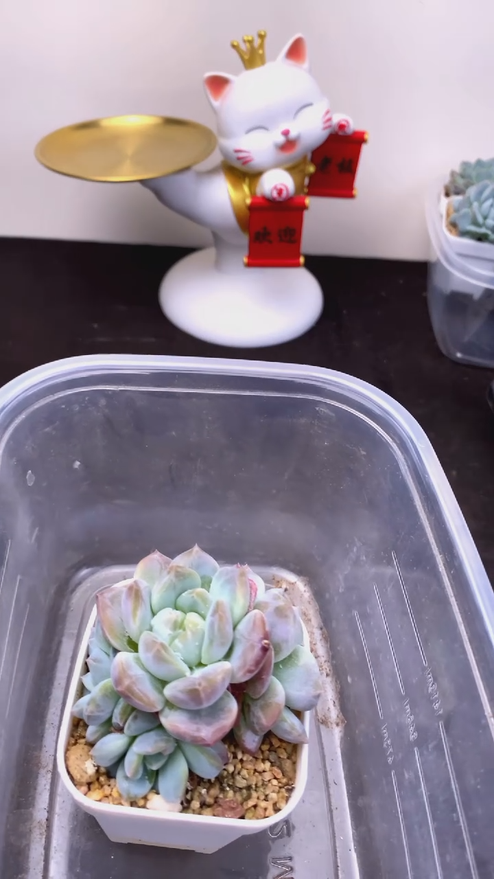 9.9元1颗多肉包邮