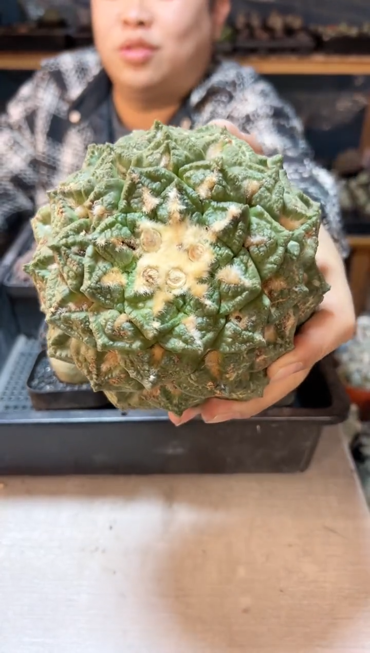 【闪购商品】2号苗接大龟甲牡丹13.8公分无根