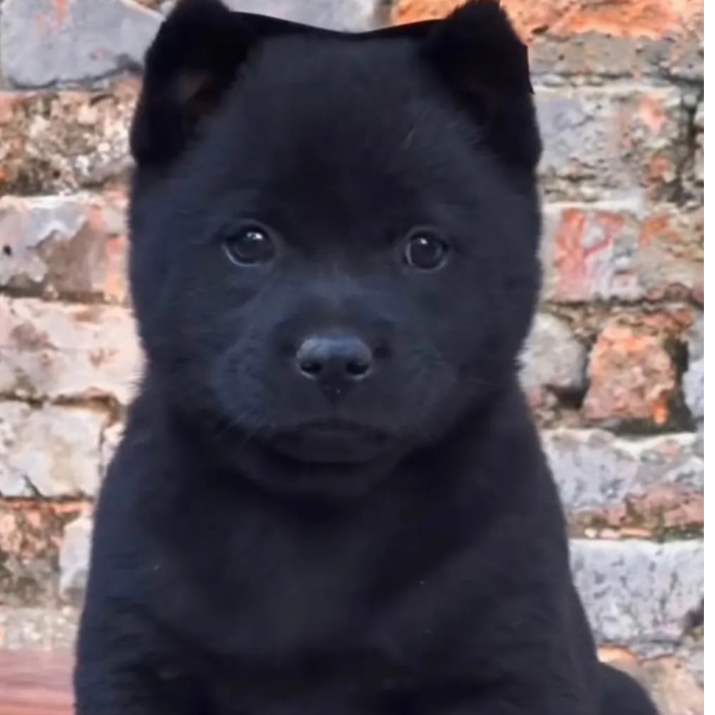 广东狗王【田园犬】狗狗活体链接