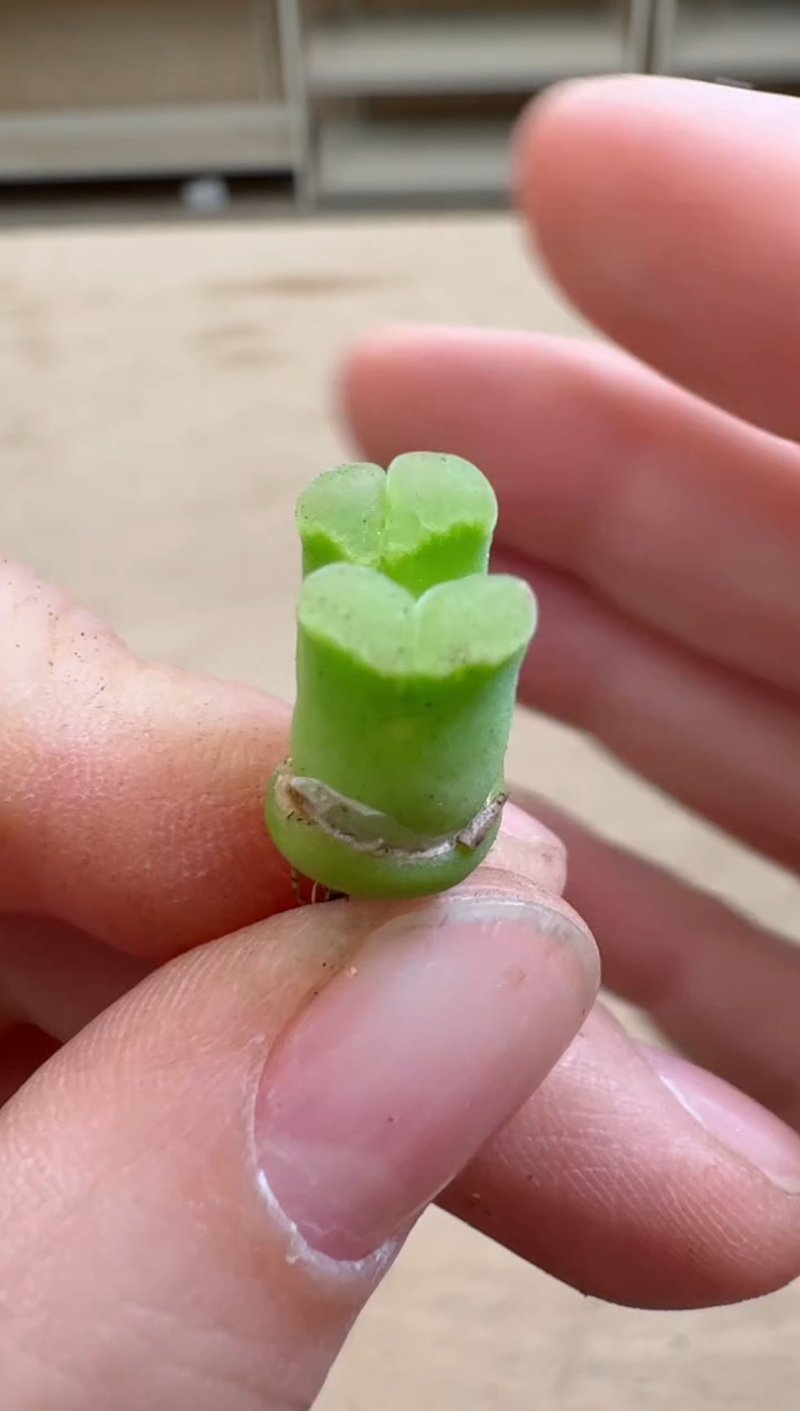 【闪购商品】17-163天鹅绒