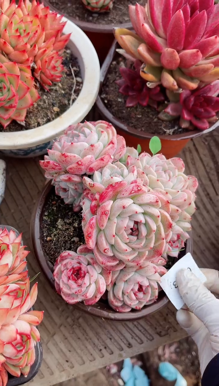 【闪购商品】02353