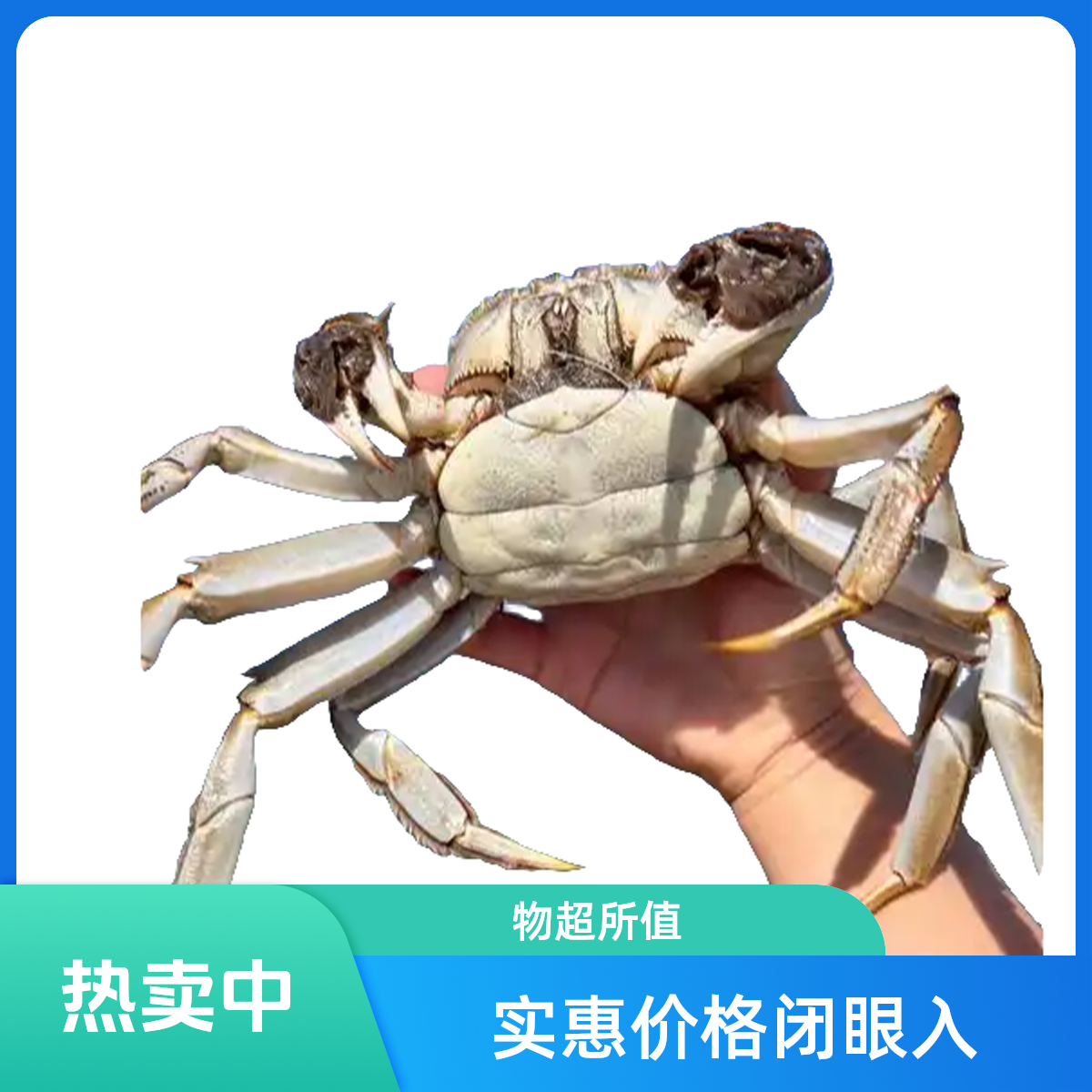 【活蟹]江苏河蟹公母各16只（1-0.8）两到手32只 包邮