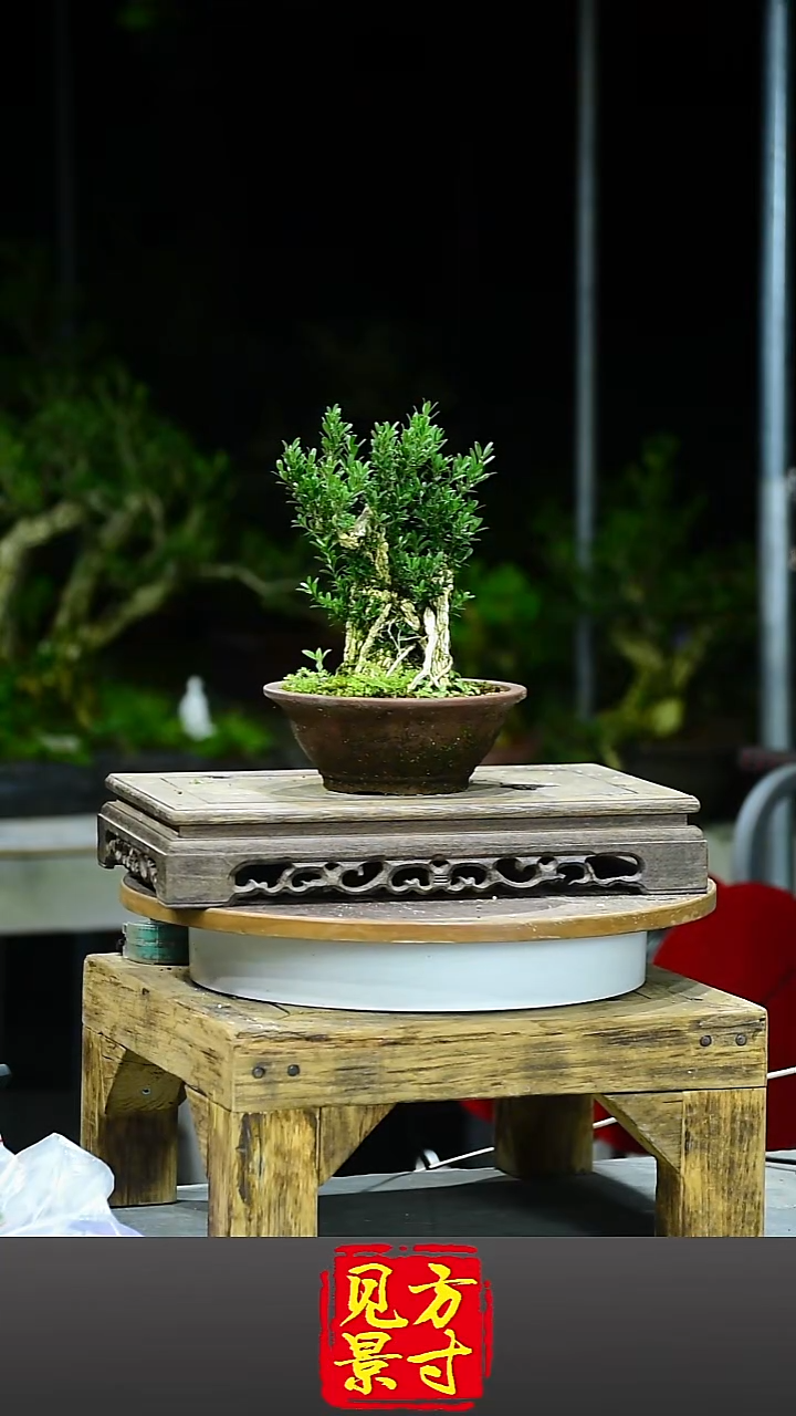 用****12323236565656565