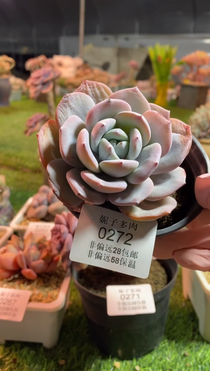 【闪购商品】0272a