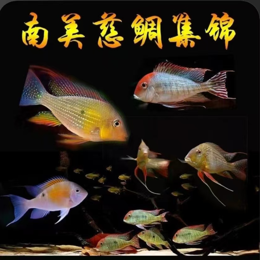 南美食土鲷美人合集（满50包邮）