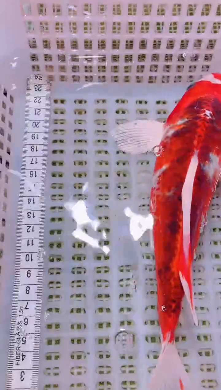 锦鲤冷水观赏鱼全场包邮73