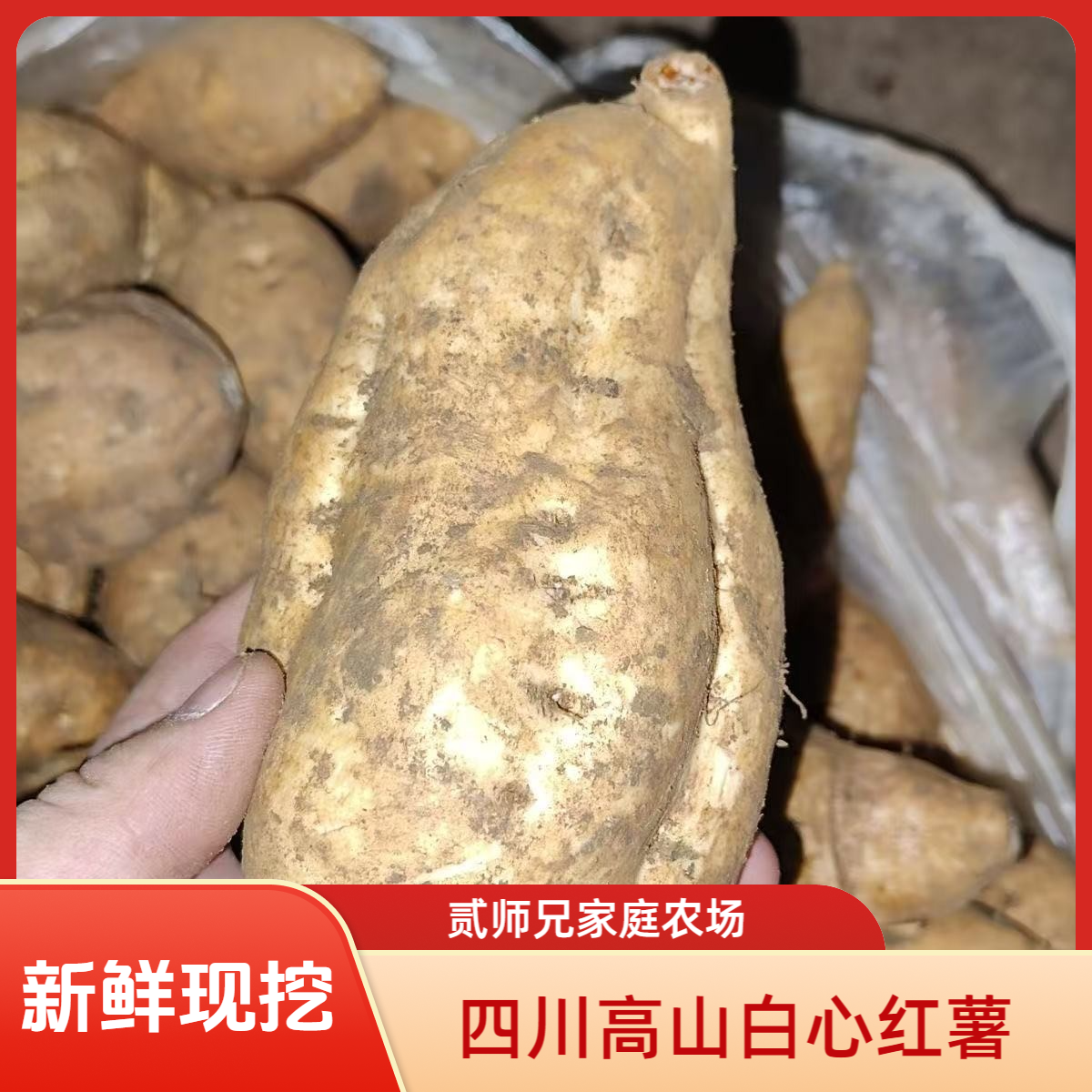 四川高山现挖现发新鲜白心红薯