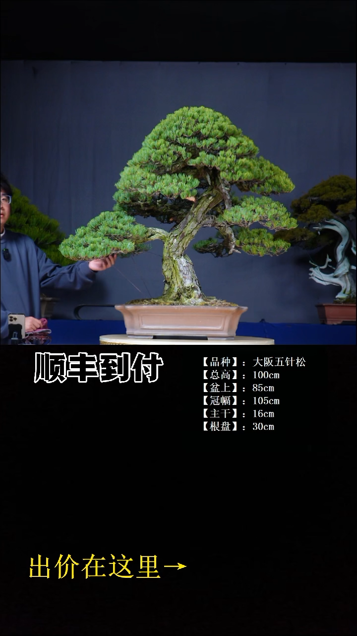 无花朵大阪五针松bubaoyou