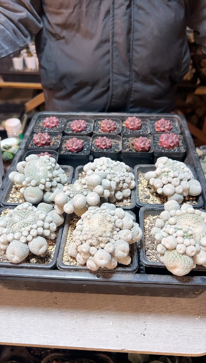 【闪购商品】自根子吹月世界群7公分