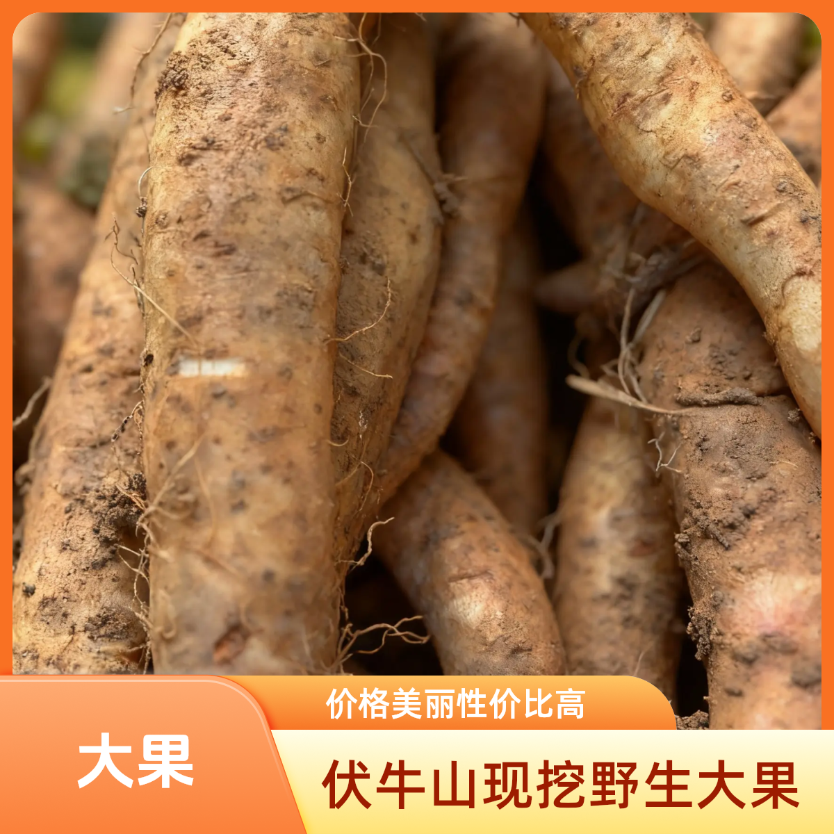 新鲜野生山药 伏牛山现挖