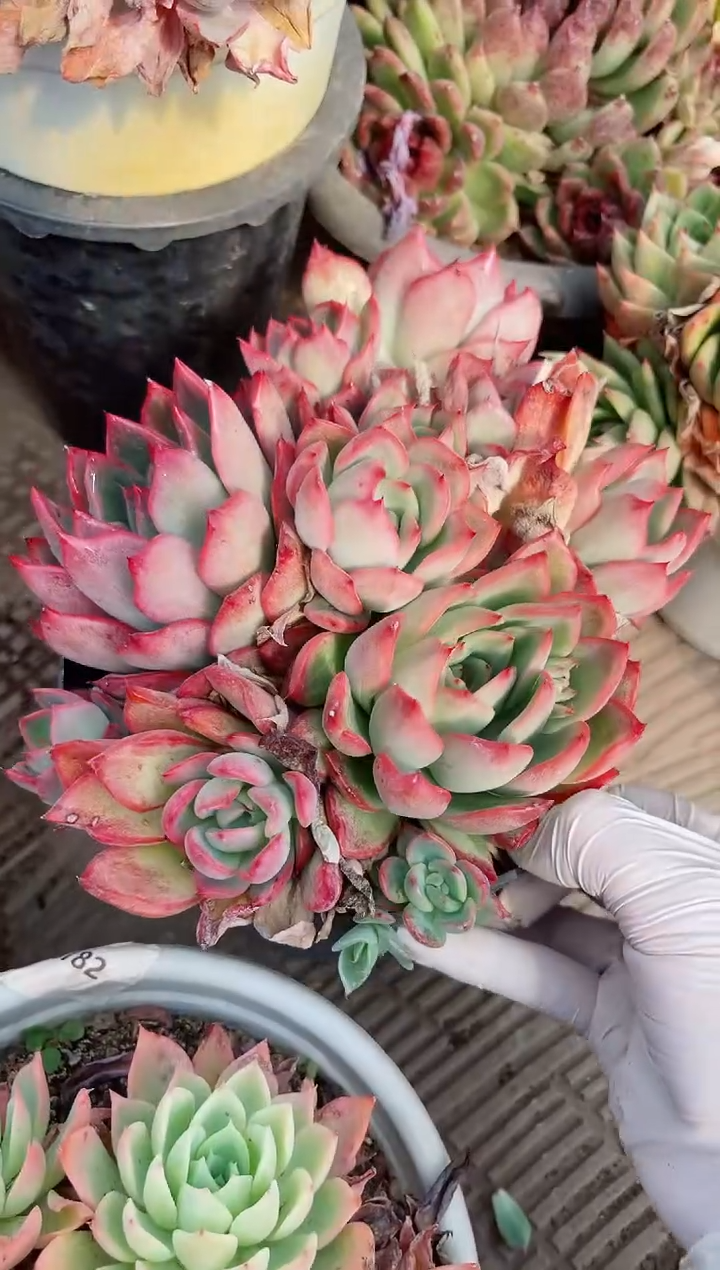 【闪购商品】02676