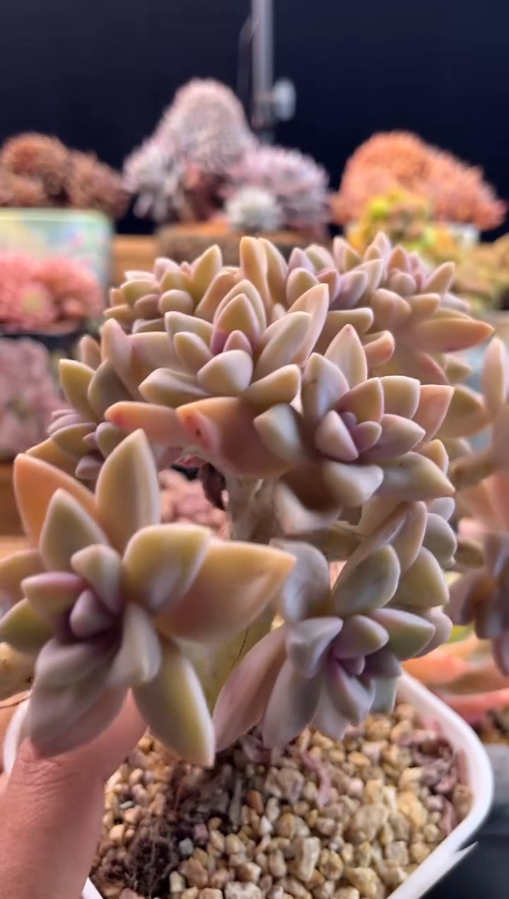 【闪购商品】1.21-12淡雪缀化