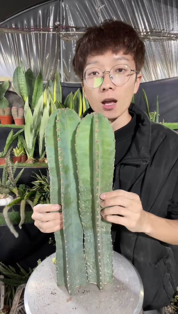 40cm无根量天尺2棵19.8