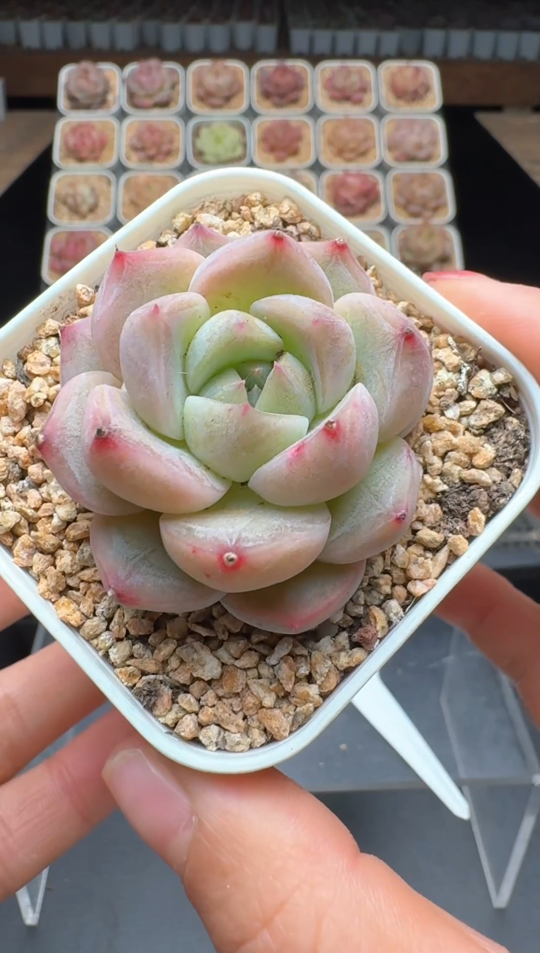 【闪购商品】885号 珍妮杂交多肉 花卉植物