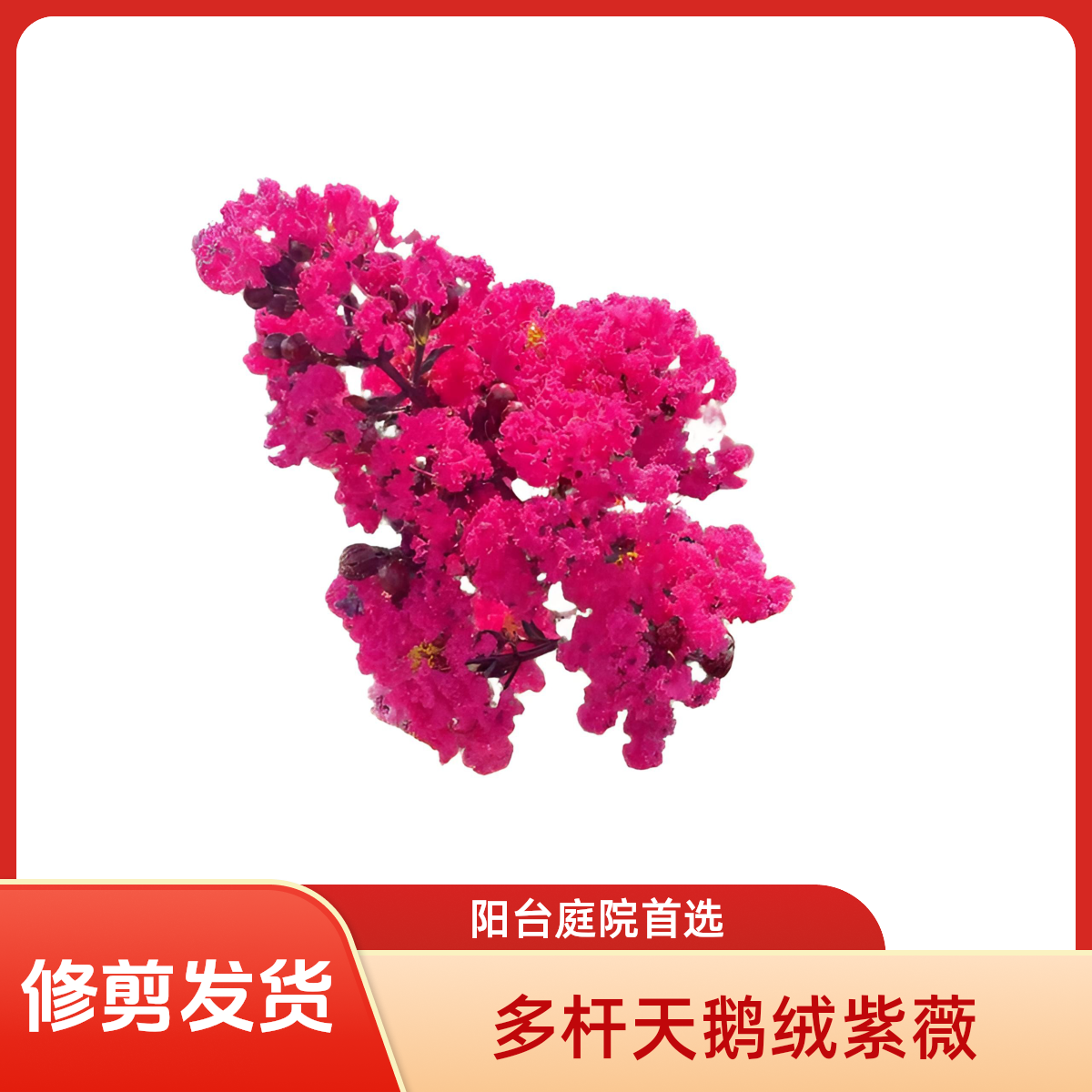多杆天鹅绒老桩紫薇花树盆栽地栽庭院阳台耐寒南北方种植