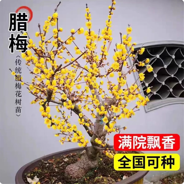 一物一拍浓香素心腊梅盆栽腊梅树苗耐寒花卉腊梅老桩冬季开花