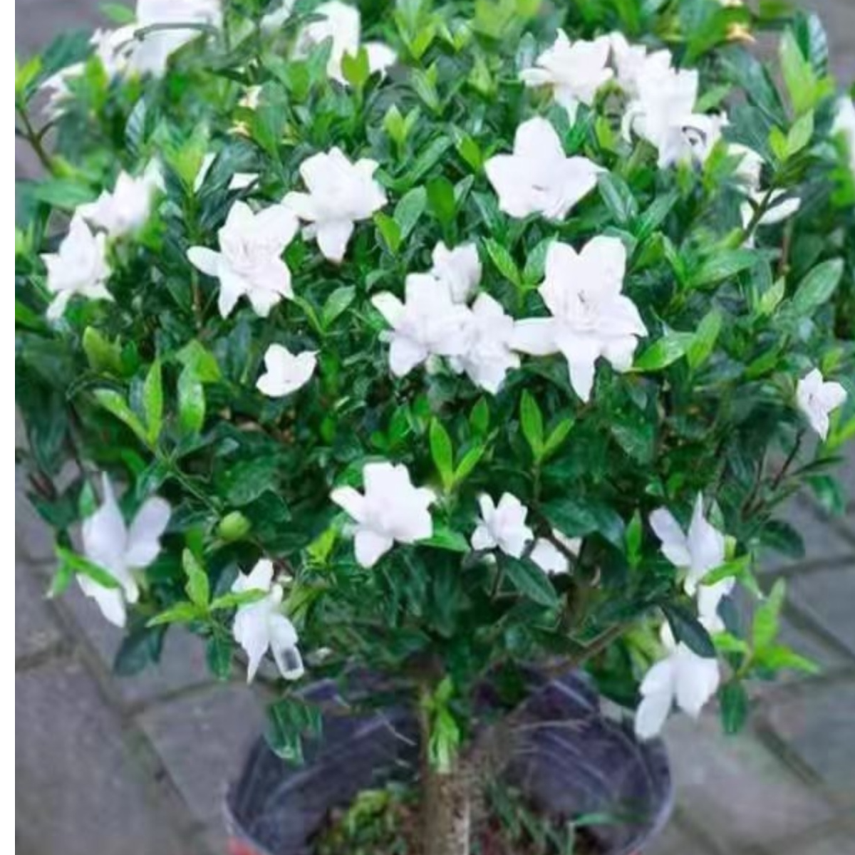 小叶栀子花树苗庭院阳台花卉盆栽大叶栀子花四季常青绿化工程苗木