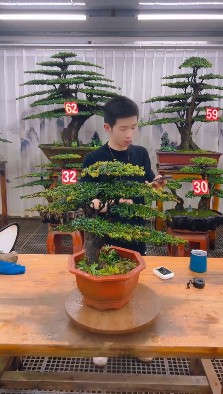 无花朵精品盆景直播间一物一拍