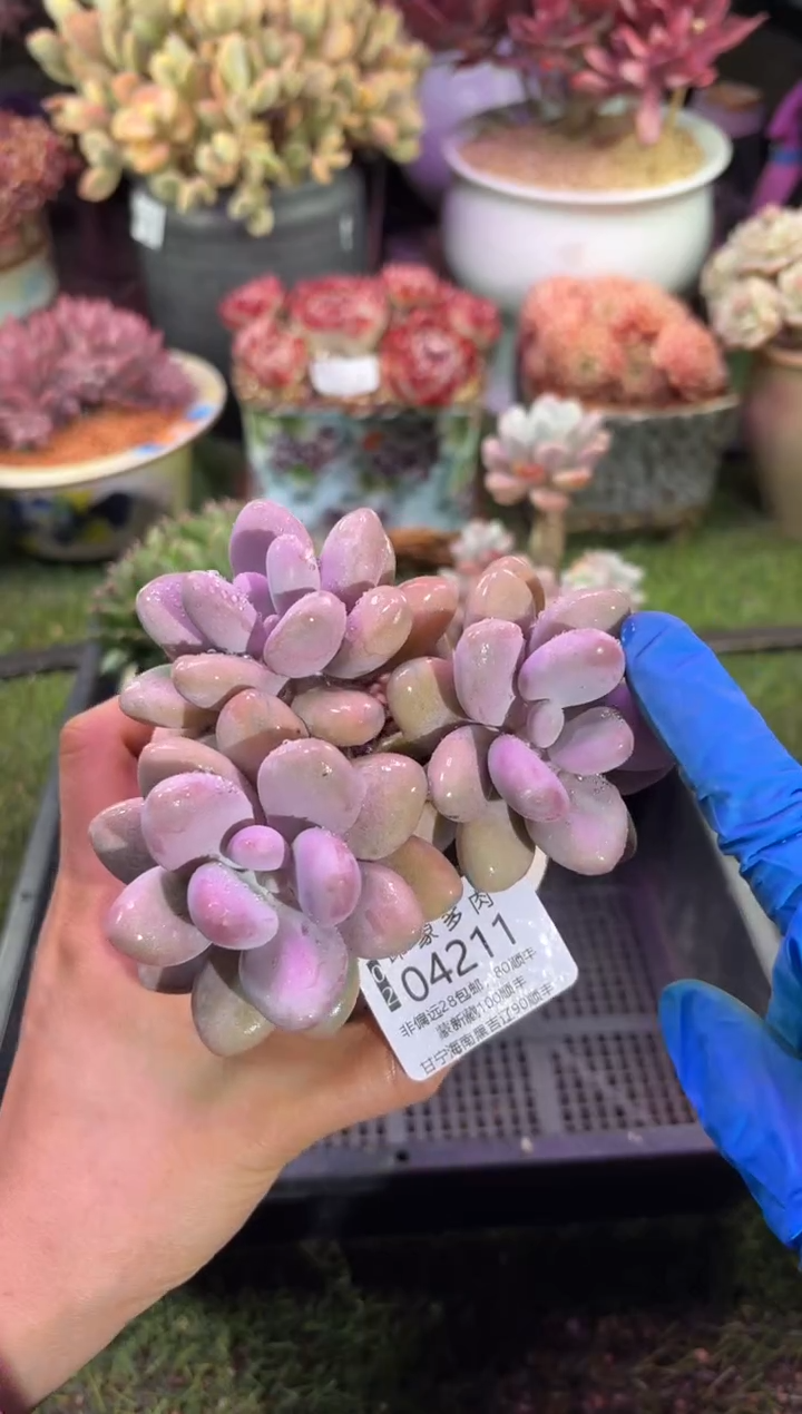 【闪购商品】04211脱土带盆