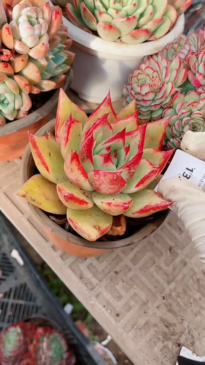 【闪购商品】13146