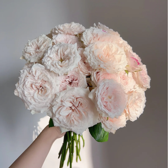 【今喜花舍】（多头）皎月 一单顺丰冷链包邮