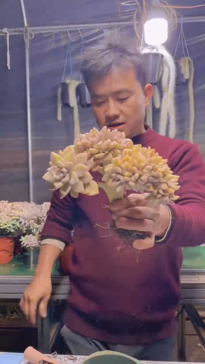 145淡雪缀化一物一拍