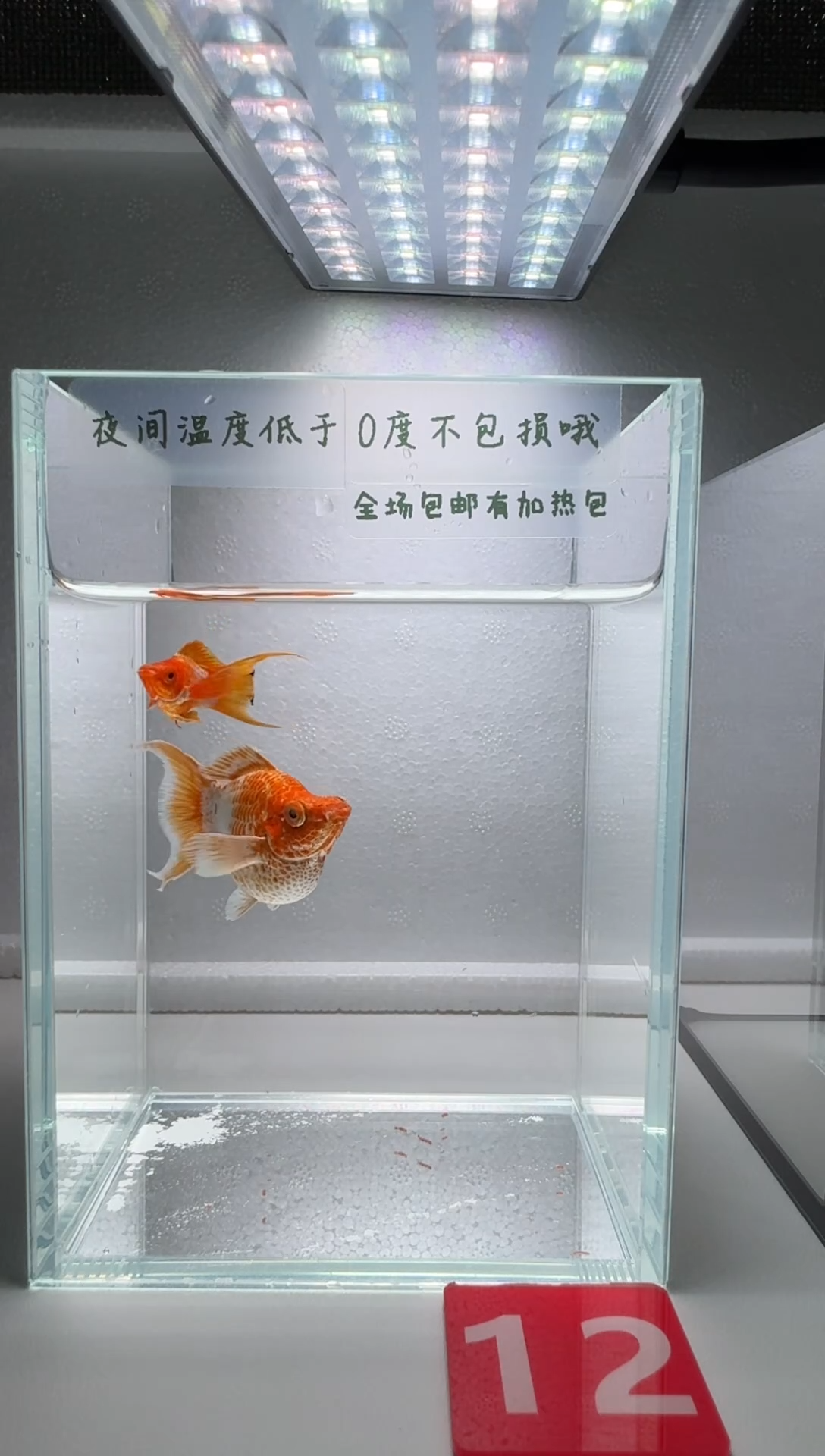 黑玛丽鱼012柠檬玛丽1对