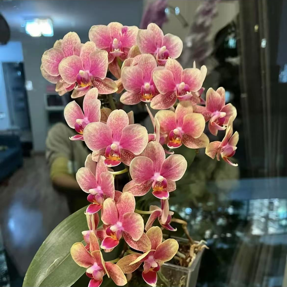 金蝶蝴蝶兰2.8杯带花剑发货多季节开花好看好养