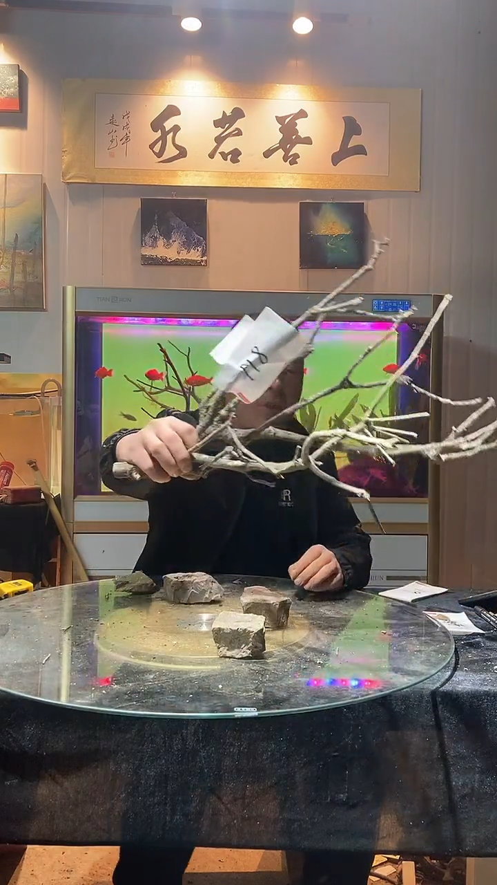 118号天然黄栎木1组适合60缸70缸用