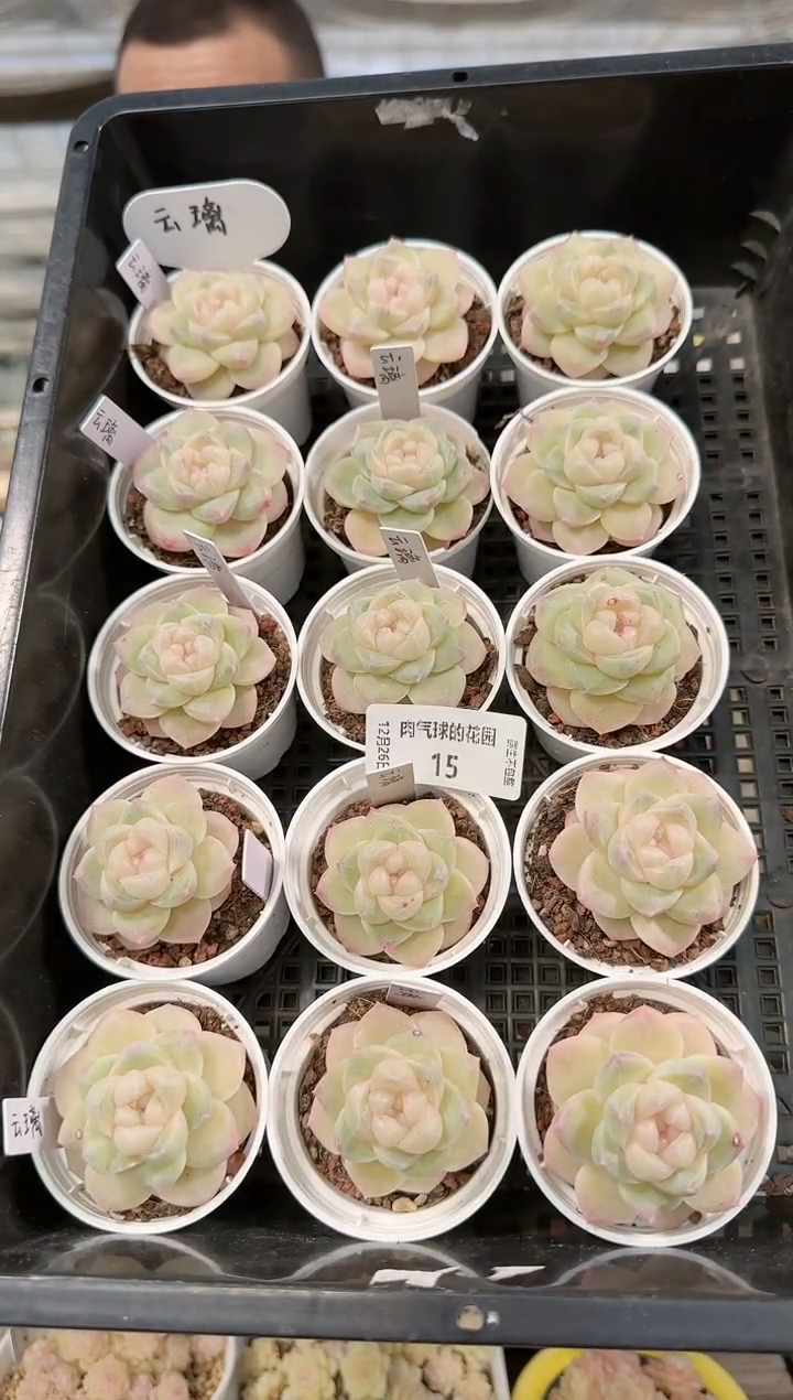 1226-15云璃多肉量拍任意发一颗群生不包整