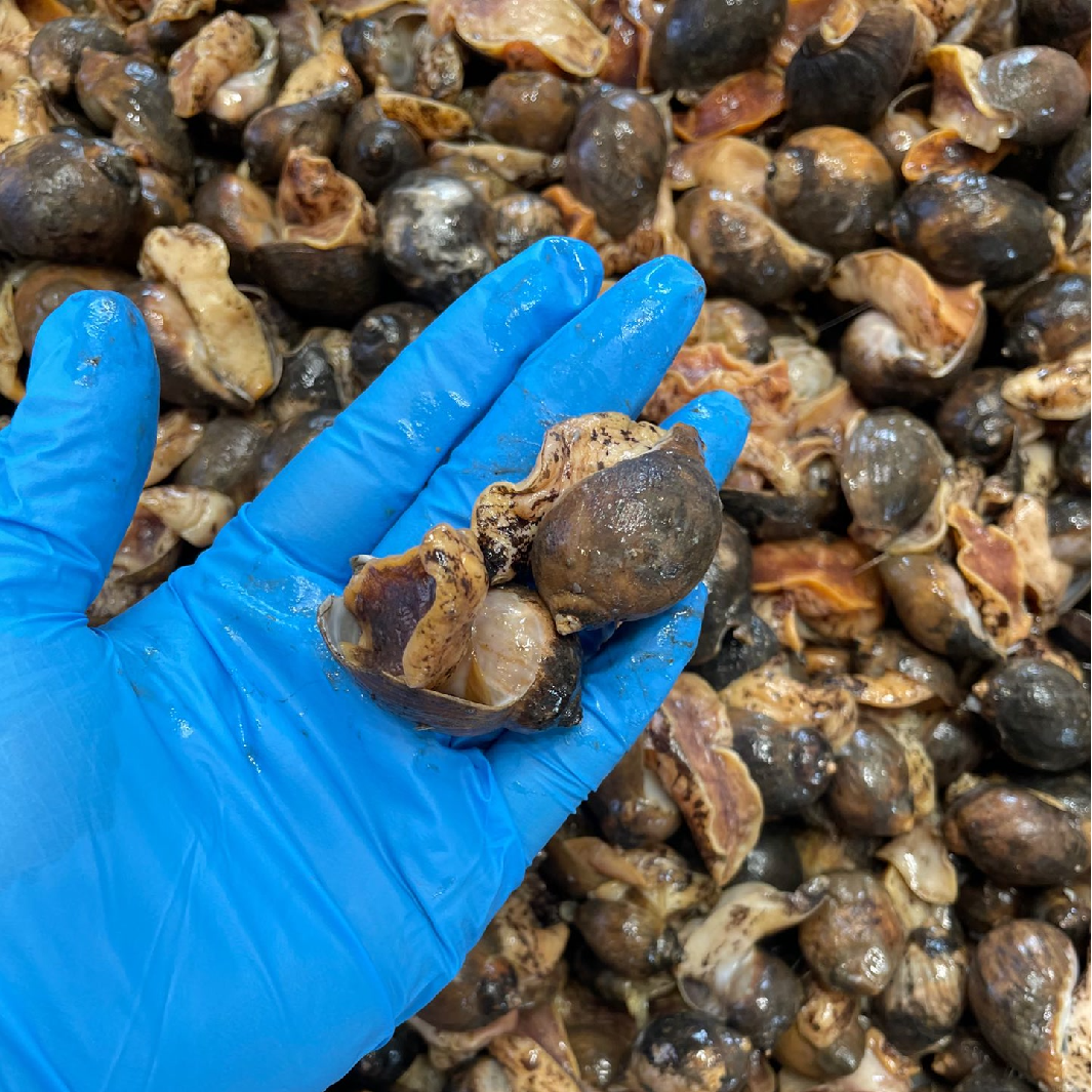 单冻老婆脚鲍螺2斤 4斤装