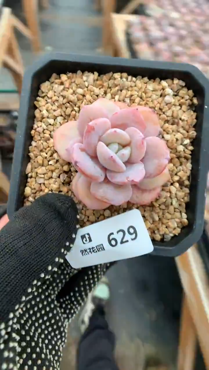 629奶茶多肉植物一物一拍