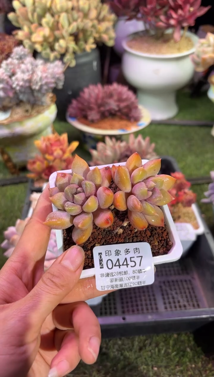 【闪购商品】04457