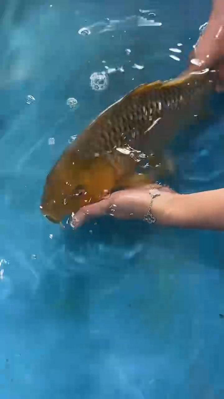 锦鲤太饱锦鲤36cm-48cm不包邮到付