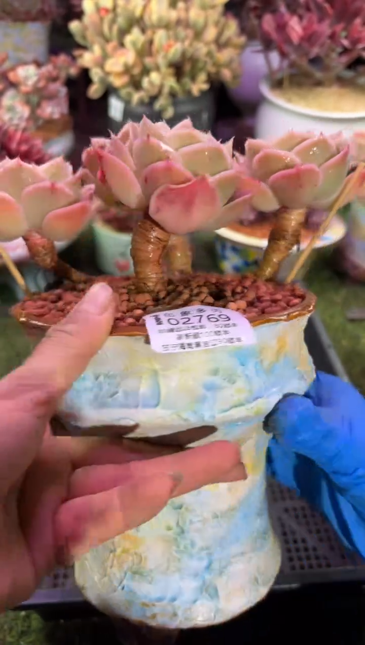 【闪购商品】02769